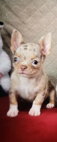 Vende se filhotes de chihuahua
