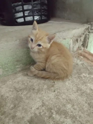 Doa_se filhote de gato 