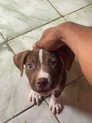Pitbull filhote 2 meses 