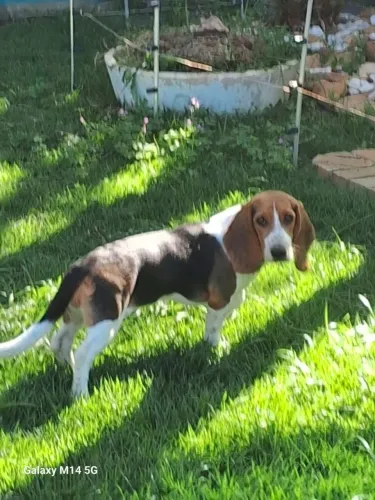 Basset hound com Bigou Disponível 