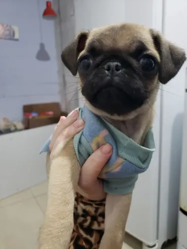 Vendo filhote pug femea
