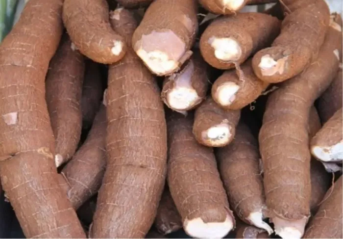 Mandioca e macaxeira 