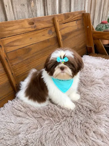 Shih tzu macho