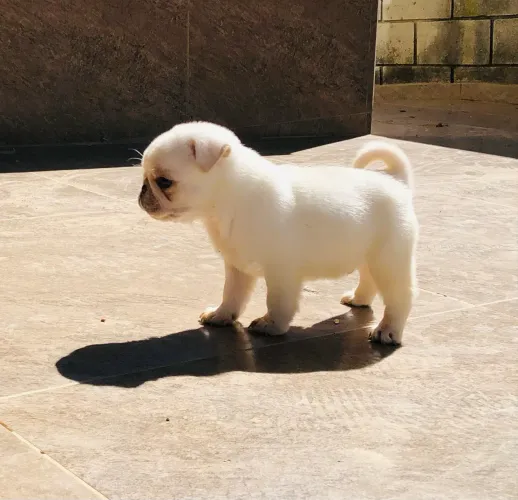 Filhotes de pug branco 