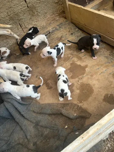 Vendo ou troco filhotes de pitbul puro 