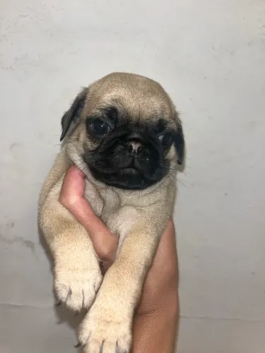 Pug abricor macho