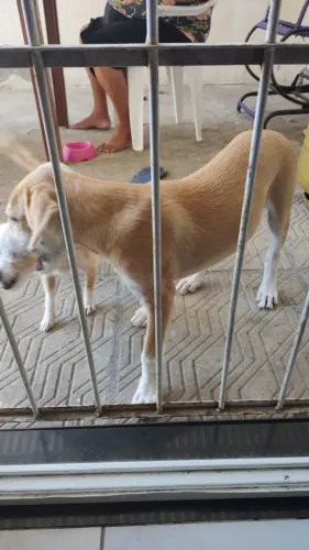 Doação de um filhote