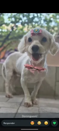 Adoção de uma cachorrinha 