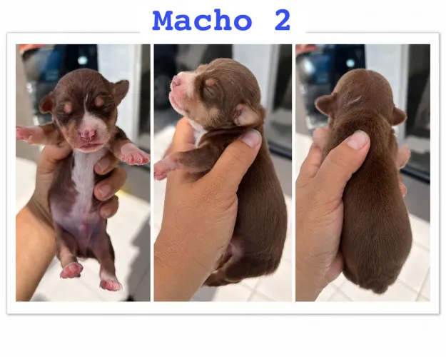 Pinscher 