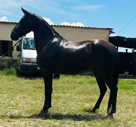 Égua de pista a venda
