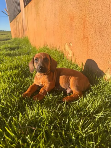 Lindos filhotes Basset disponível 