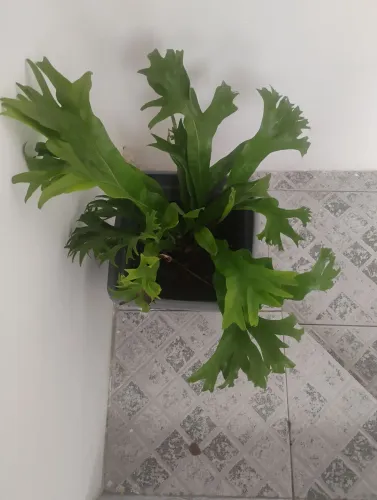 Plantas naturais