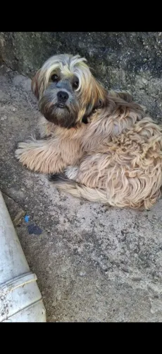 Cachorro macho