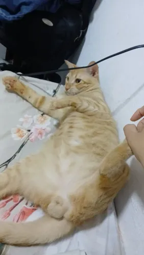 Gato