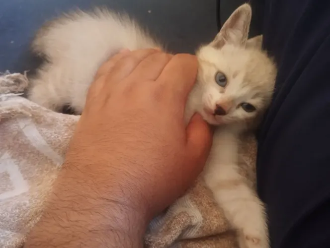 Doação gatinha 2 meses