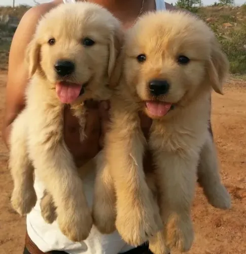 Golden retriever carinhoso