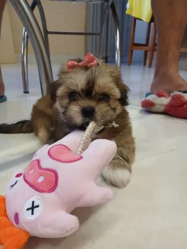 FILHOTE DE SHIH TZU FEMEA
