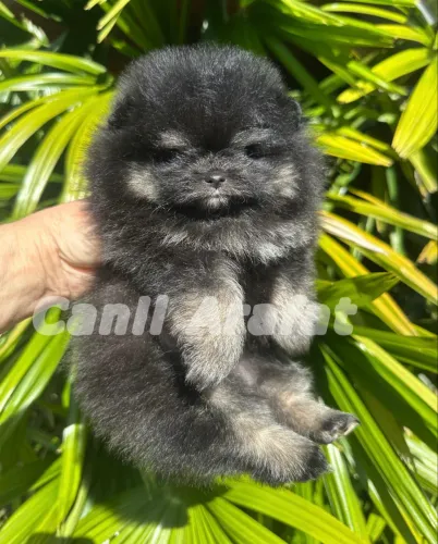 Lulu da Pomerânia Black And Tan 