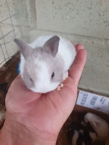 Mini coelho holandês