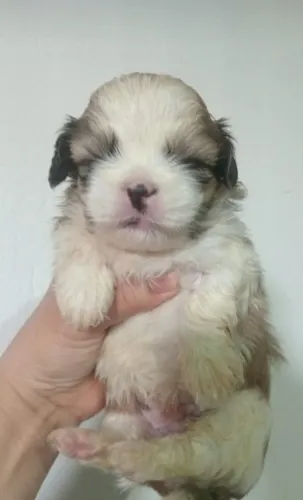 Shihtzu fêmea e macho disponível
