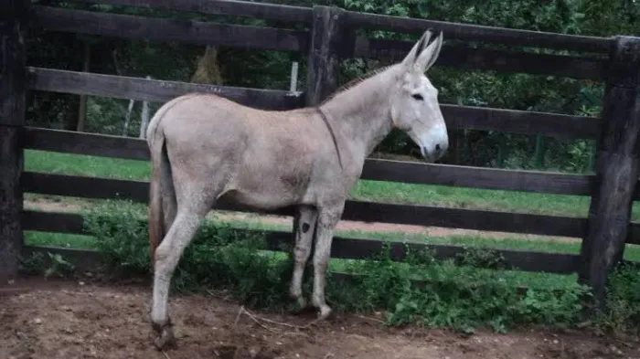 Jumento para doação!