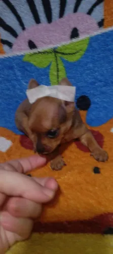 Pinscher(Fêmea)zero lindaaaa! Somente ela