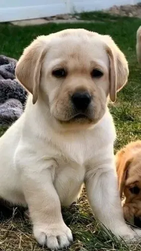 Labrador Retriever - Da Pra Imaginar Esse Companheiro No Seu Dia A Dia