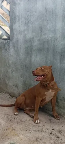 Pitbull fêmea