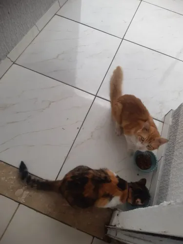 Doa-se gato