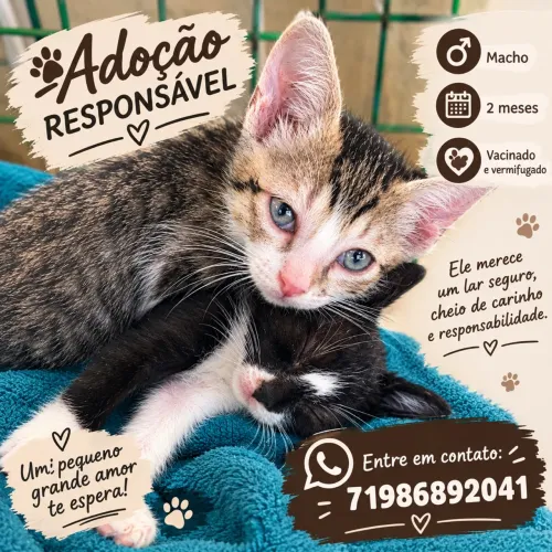 Adoção responsável gatinho