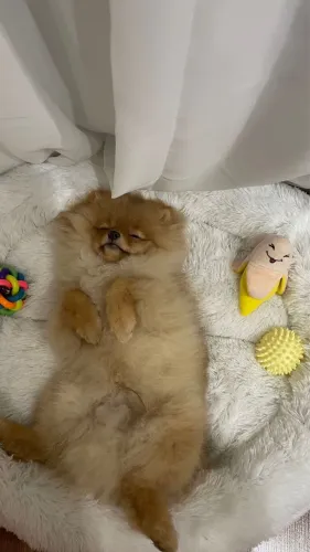 Filhotes De Spitz Alemão - Amor Peludo A Espera De Um Lar