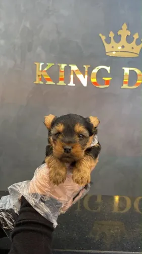 Yorkshire Terrier Filhotes | Muito Amor em Pequeno Porte