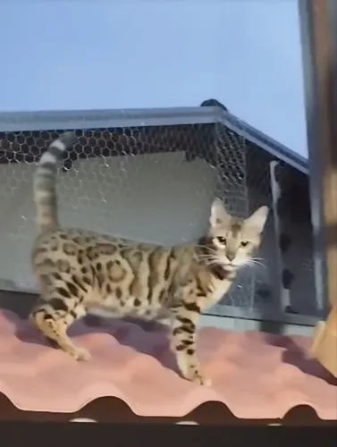 Gatos bengal Filhotes