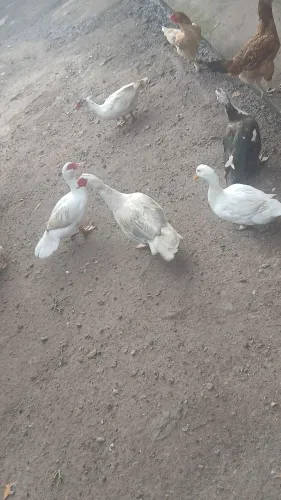 Patos promoção para o círio