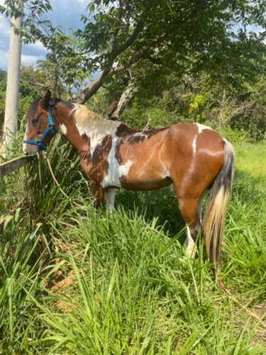 Égua American Trotter