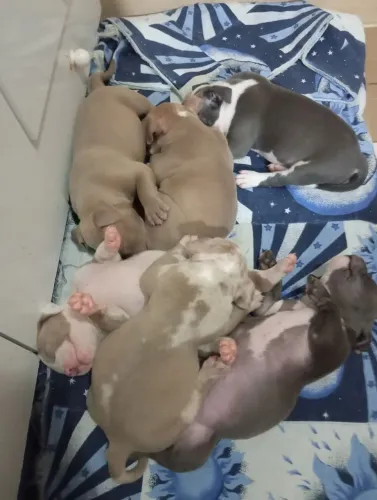 Vendo American Bully 