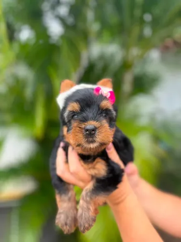 Casal de yorkshire terrier 