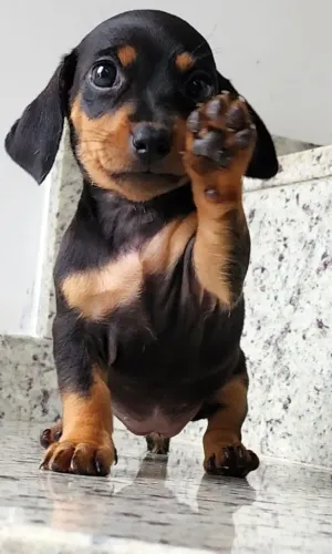 Teckel-Dachshund - O Salsicha! Lindos Filhotes Com Pedigree.