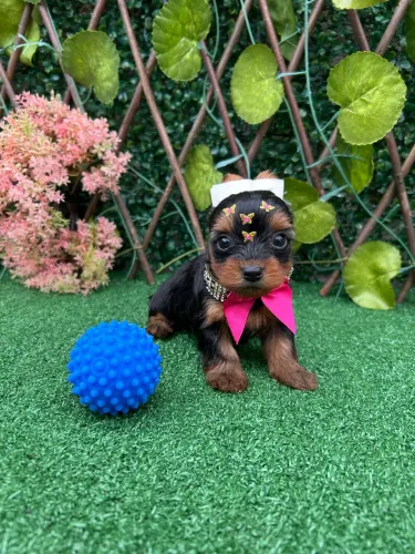 Yorshire Terrier (Miniatura)