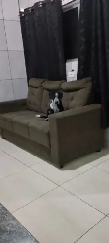 Doação cachorro macho 5 meses