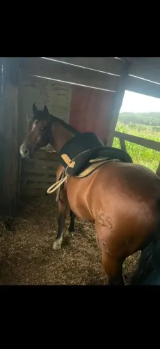 Cavalo crioulo
