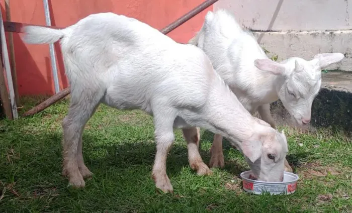 Cabrito e cabritinha Sanny