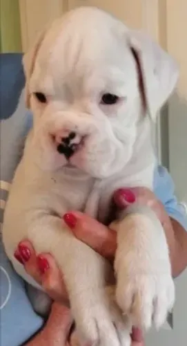 Boxer,Boxer Filhote Pronto Para Novo Lar