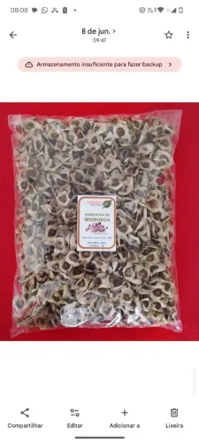 1000 Sementes de Moringa oleifera pra plantio