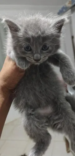 Gatinha