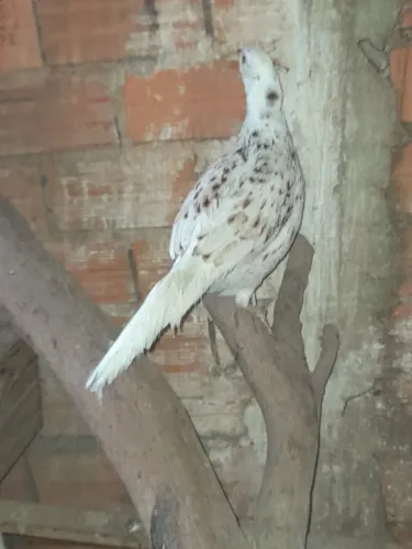 galinha