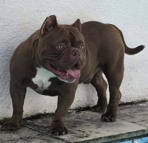 American Exotic Bully