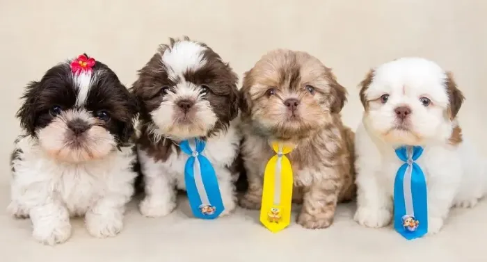 Filhote Shih Tzu Fêmea