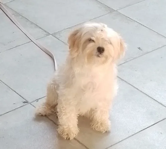 Minha cachorrinha está procurando um namorado