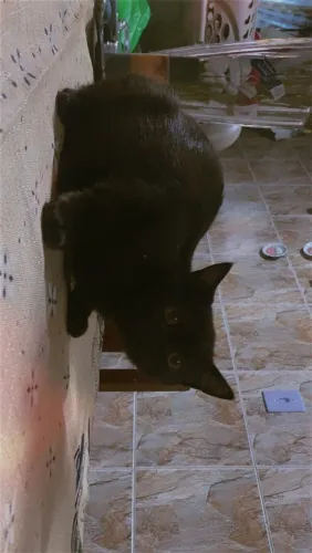 Gatos Persa a venda